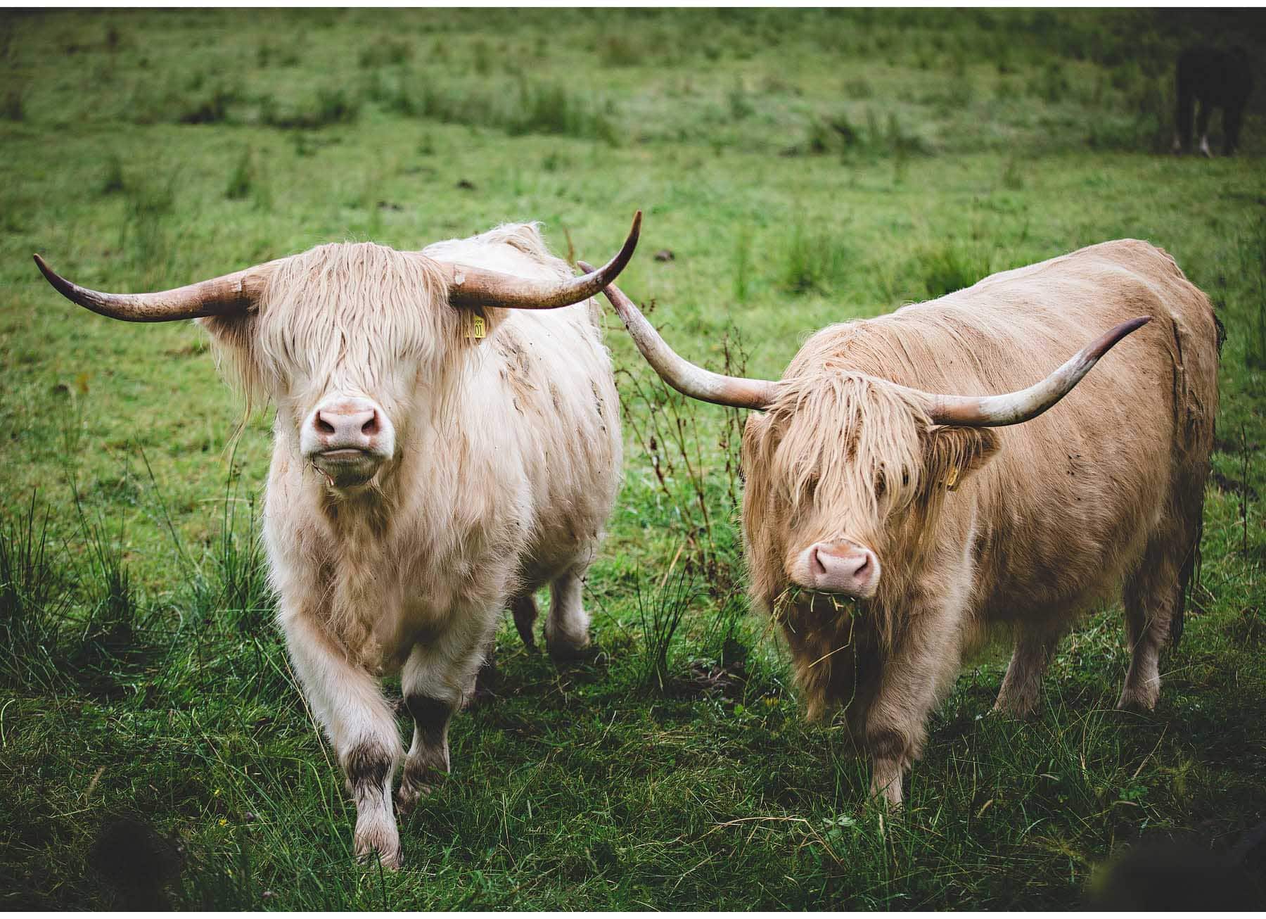 the highland cows