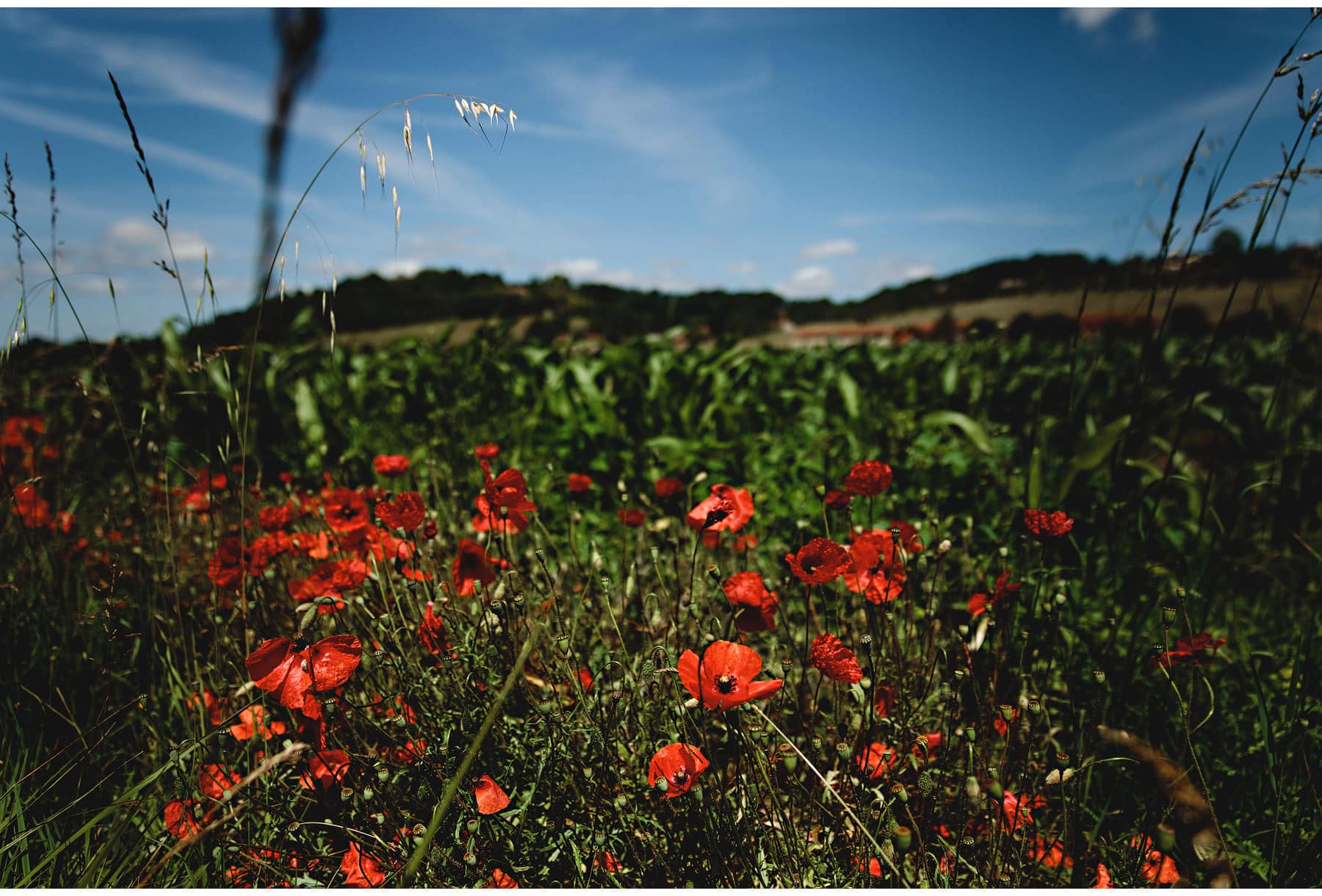 Wild poppies in the Dordogne, South of France